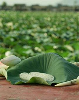 廚房裏有喆學傢