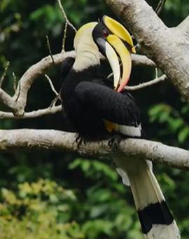 走進滇西南生態祕境